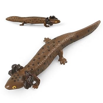 極美品【1点物】アカハライモリ① 8-9cm 50ml 楽天市場】（両生類）アカハライモリ スポットタイプ（1匹